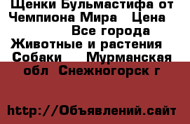 Щенки Бульмастифа от Чемпиона Мира › Цена ­ 1 000 - Все города Животные и растения » Собаки   . Мурманская обл.,Снежногорск г.